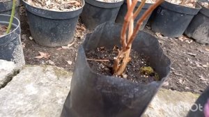 Обрезка молодых саженцев голубики.