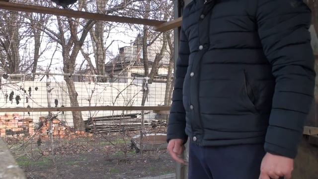 Нельзя дарить таких красивых голубей смотреть онлайн