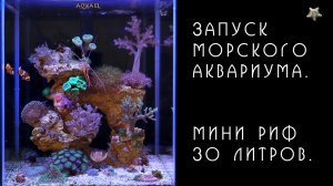Морской аквариум. Мини риф 30 литров. Запуск.