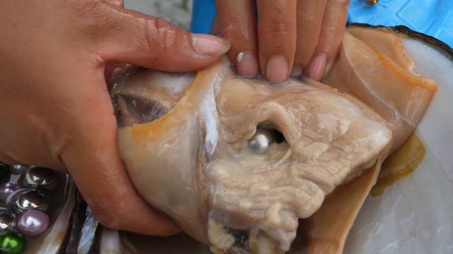 ?The girl caught a giant clam in the water and unexpectedly harvested stunning pearls⛏️ смотреть онлайн