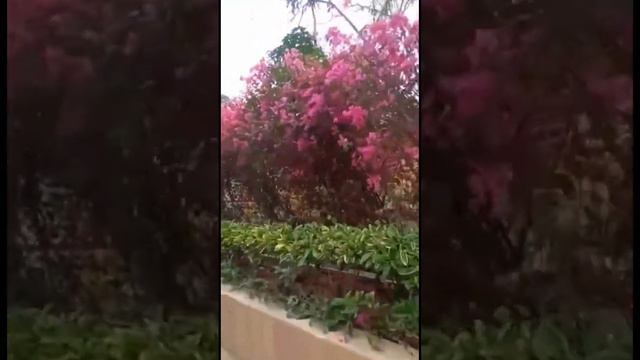 Bougainvillea at Gold Coast Piazza, Tuen Mun #bougainvillea #tuenmun #goldcoast #video #flowers #up смотреть онлайн