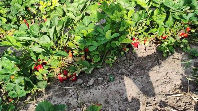 Земклуника Купчиха. смотреть онлайн
