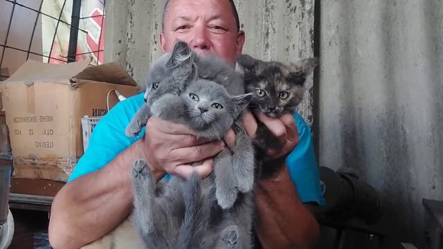 02.07.2023.Огород.кошка малыш 3.kaspi GOLD 4400 4301 9280 8936.глухих ржя смотреть онлайн