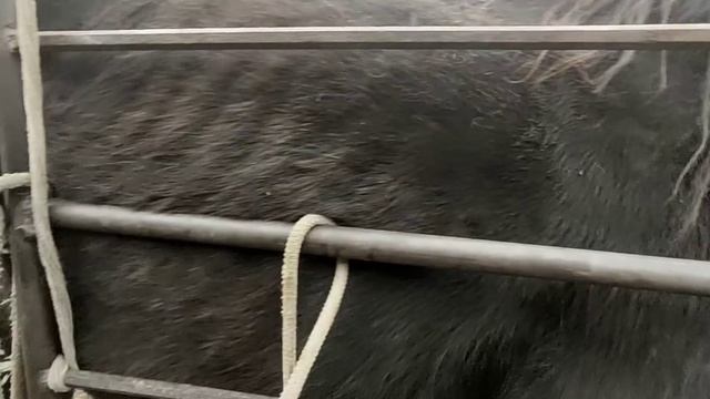 Кобыла не принимает жеребёнка. смотреть онлайн