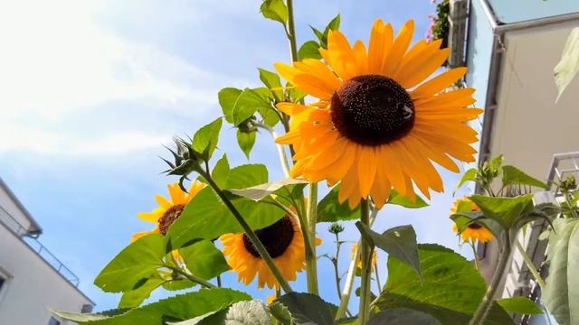 Гигантские подсолнухи. Giant sunflowers. Riesige Sonnenblumen. Helianthus.