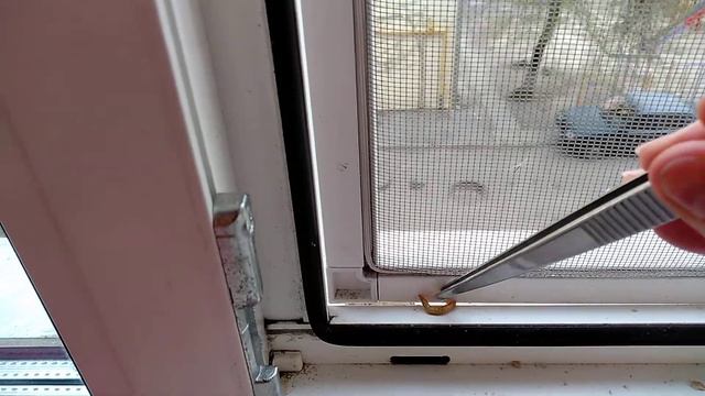 Воробьишка просит червячка )) смотреть онлайн