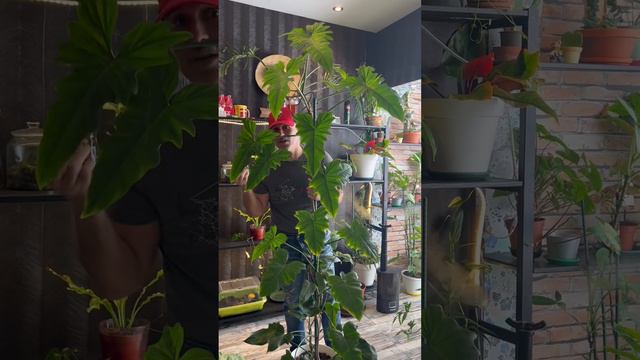 نبات فيلودندرون راس التنين dragon head philodendron price philippines смотреть онлайн