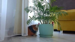 СИРЕНОГОЛОВЫЕ ВЕРНУЛИСЬ в НАМ ВДВОЕМ. Свинка Бузя