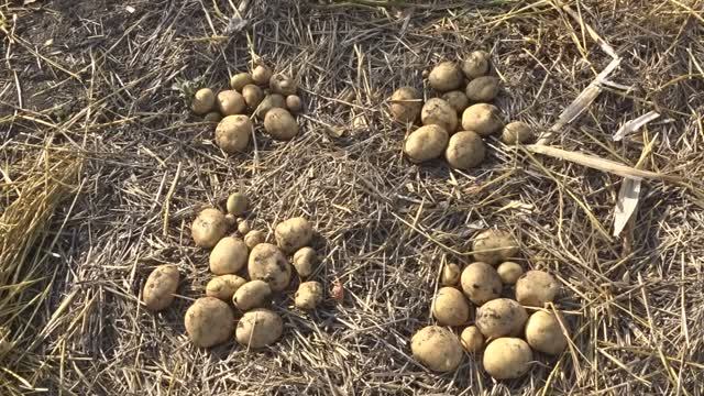 1 июля - самое подходящее время для посадки картофеля. Второй урожай картофеля на юге России. смотреть онлайн