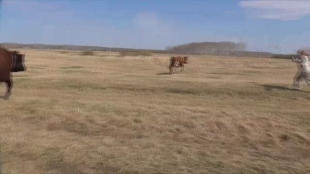 Бешеный бык.содержание КРС. смотреть онлайн