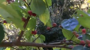 Кудрания (просто шок!)