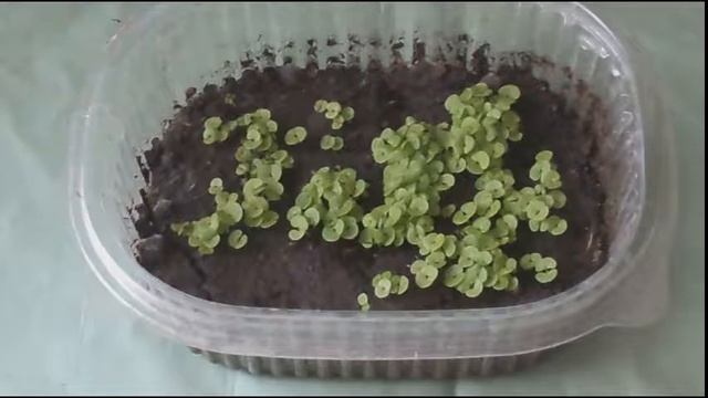 колеус красивая крапивка