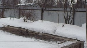 Ловля певчих птиц. ВНИМАНИЕ !!! РАБОТАЕМ ТАЙНИКОМ.