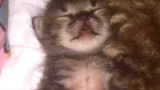 Возле мусорных баков стояла коробка с новорожденными котятами, и только один из них был жив смотреть онлайн