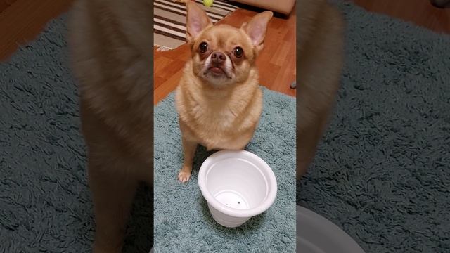 Дени так хочется кусочек сыра! Какая разница за что?? смотреть онлайн