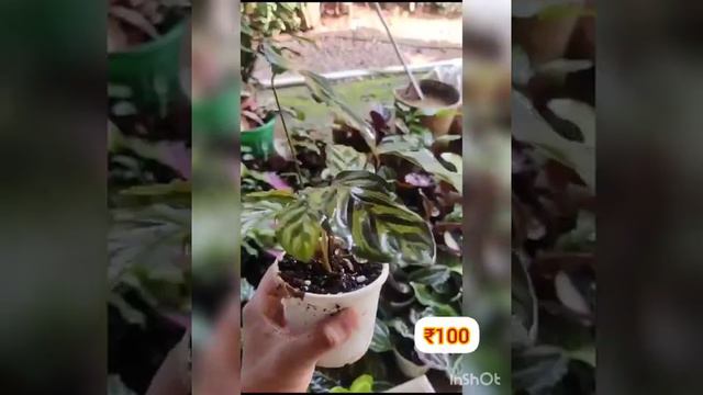 aglaonema and calathea plants starting from₹30 #whatsapp:9895462574#allindiadelivery смотреть онлайн