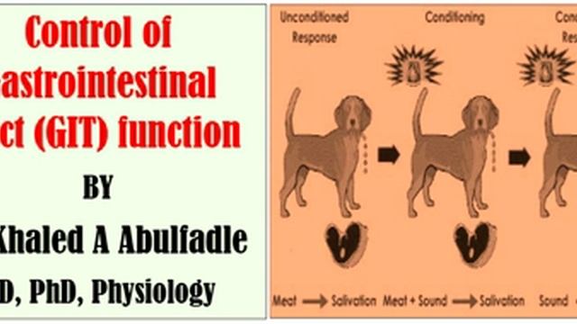 Control of gastrointestinal tract (GIT) function (9-2015) by Dr Khaled A Abulfadle смотреть онлайн