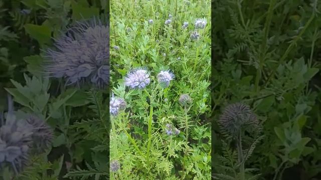 #пчелы на фацелии #пчеловодство #огород #сад #участок #пчёлы #bee #дача смотреть онлайн