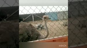 Колян танцует лучше всех))