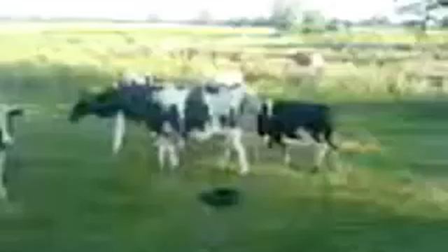 Friesian Frenzy смотреть онлайн