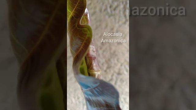 Alocasia "alien" leaf unfurls смотреть онлайн