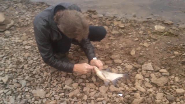 Волхов лови лещя смотреть онлайн