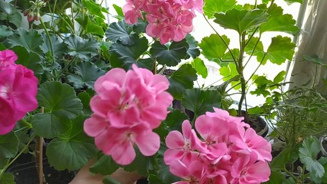 Пеларгония * Тюльпанки * Pac Flower fairy berry * Pac ice crustal. Лучшие сорта для подоконника. смотреть онлайн
