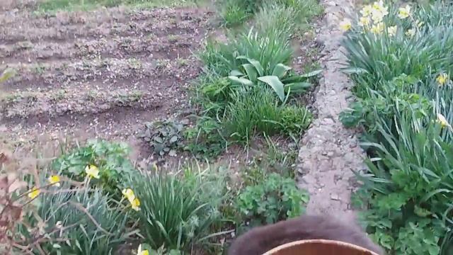 Кот и саранча. смотреть онлайн