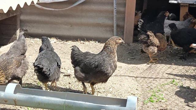 Сколько курочек получилось🐥🐔 В ярких нарядах не узнают🦢 Нас бросают, но мы продолжаем снимать 😊 смотреть онлайн