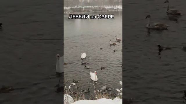 На Сельмашевском карьере в Гомеле...19.11.2022года. смотреть онлайн