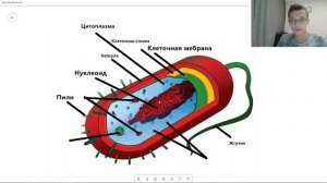 Строение БАКТЕРИАЛЬНОЙ клетки просто | Строение БАКТЕРИИ | Строение ПРОКАРИОТ | ЕГЭ биология