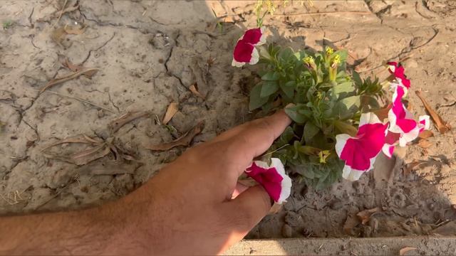 ये काम करें पिटूनिया में फूल ही फूल पाओगे petunia care and fertilizer смотреть онлайн