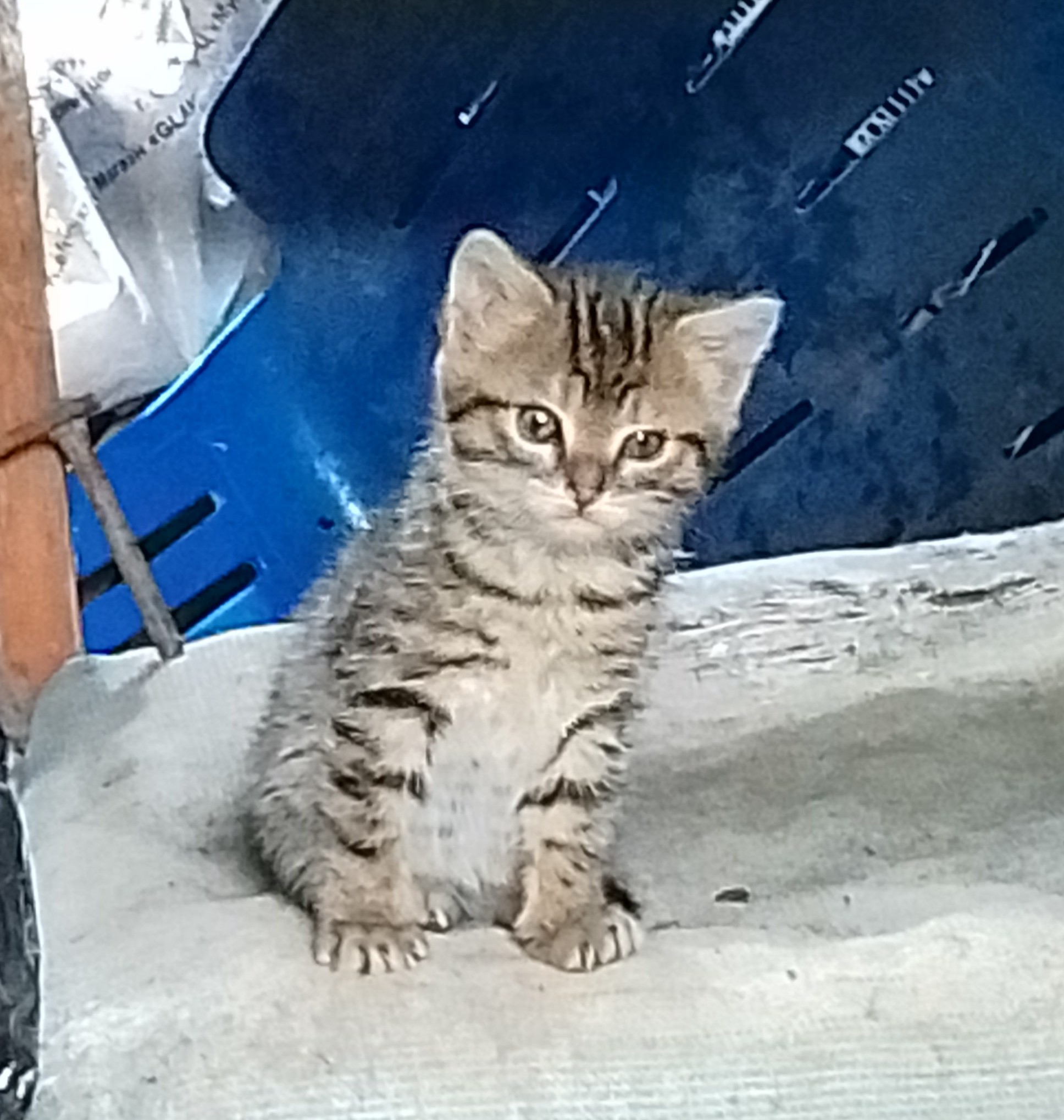 Котёнок таби. Знакомство.