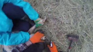 Подрезка копыт у овец, коз и баранов. Обработка ног мрс