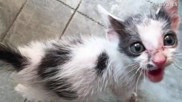 КОТЕНОК ИЗ ПОСЛЕДНИХ СИЛ ПРОСИЛ У ЛЮДЕЙ ПОМОЩИ смотреть онлайн