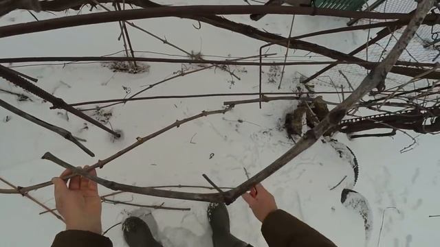 @Горизонтальный кордон винограда. Плодовый рожок смотреть онлайн