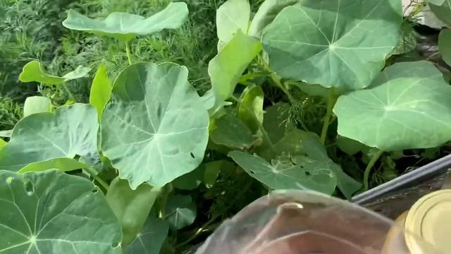 Осиное гнездо на дачном участке. Простая эффективная ловушка для ос.??? #осиноегнездо смотреть онлайн