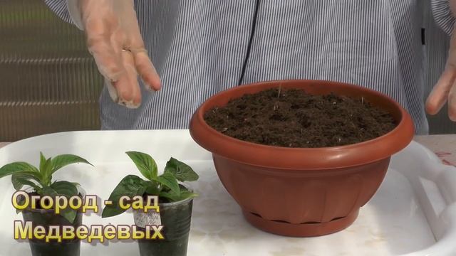 Пентас. Мой опыт выращивания  этого  модного цветочка