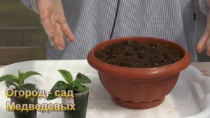 Пентас. Мой опыт выращивания  этого  модного цветочка