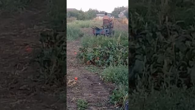уборка огорода минитрактором смотреть онлайн