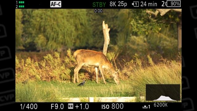 What’s New With The Sony A7R V?