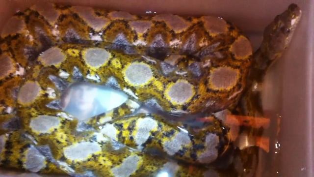 Python Reticulatus Broghammerus (calico-variante) 0,1 смотреть онлайн