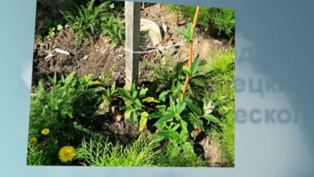 Самые простые идеи для маленького участка дачи смотреть онлайн