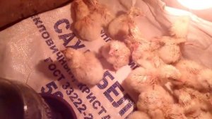 эксперимент по выведению цыплят из магазинных яиц. 2 ролик. Как самому вывести бролерных цыплят дом