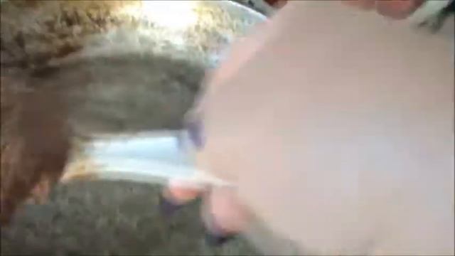 Готовим на даче Печеночные котлеты просто и быстро,обзор пекинской утки,дачные будни смотреть онлайн