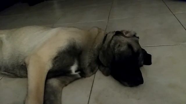 6 months old Sass the Kangal after new York cheese cake смотреть онлайн