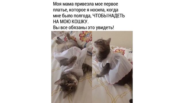 Выбор очевиден) Приколы с котами | Мемозг 665 смотреть онлайн