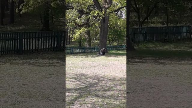 ДРЕССИРОВКА ДОМИНАНТНОГО ПИТБУЛЯ смотреть онлайн
