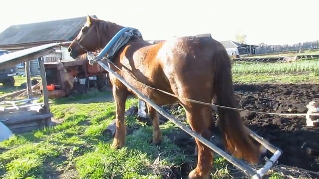 Мощь! Одна лошадиная сила заменяет трактор! смотреть онлайн