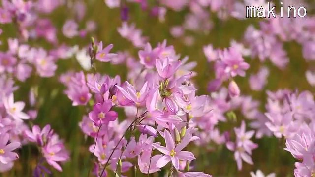flower bulbs Species Ixia3.avi смотреть онлайн